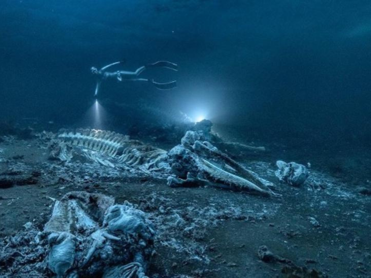 titanic underwater bones