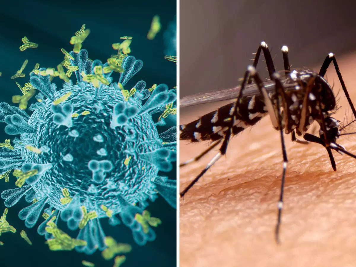 Coronavirus-Dengue Symptoms: COVID-19 or Dengue: How to differentiate  between symptoms?