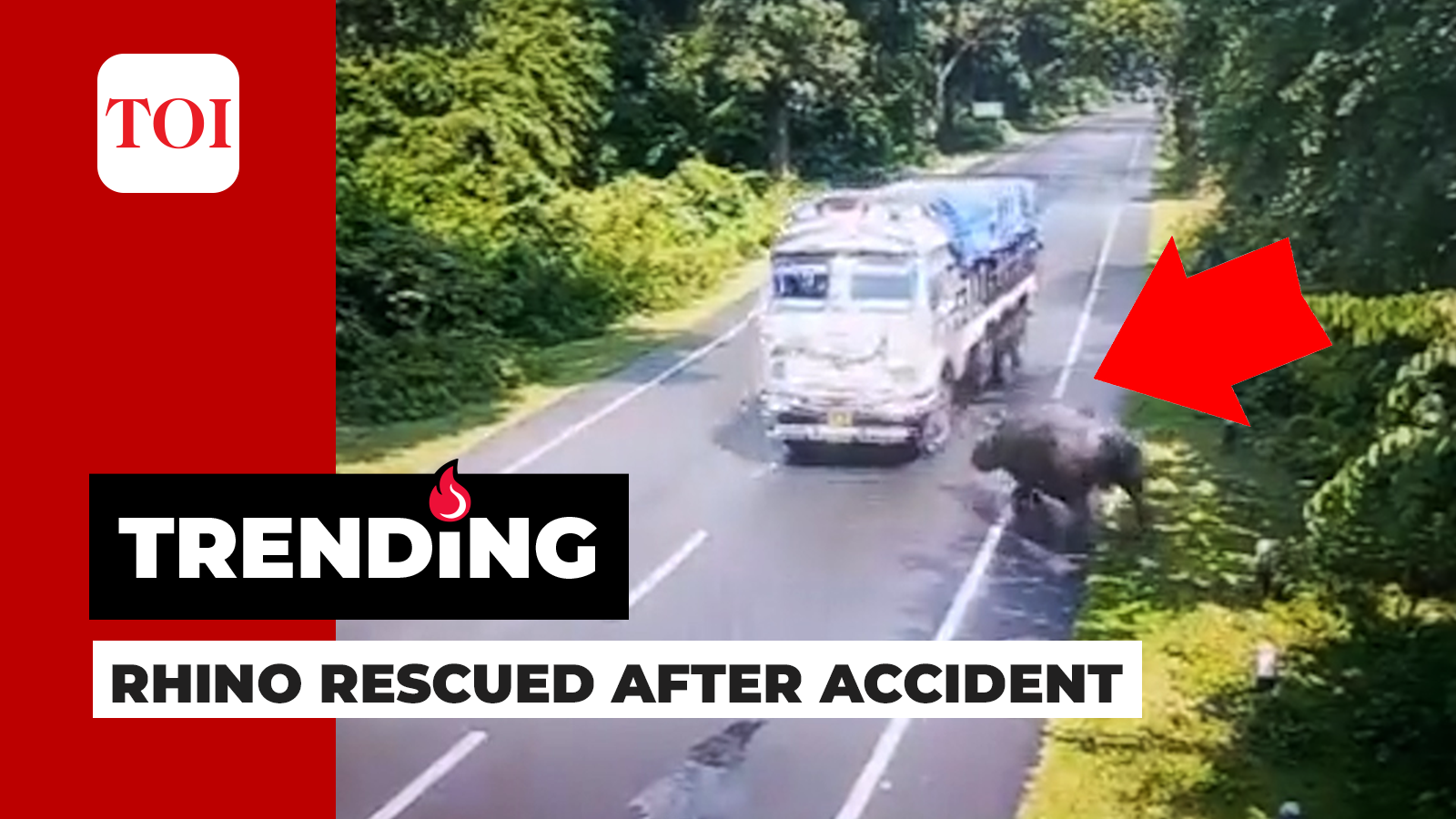 kaziranga: Watch: Rhino hit by truck in Kaziranga, narrowly escapes death