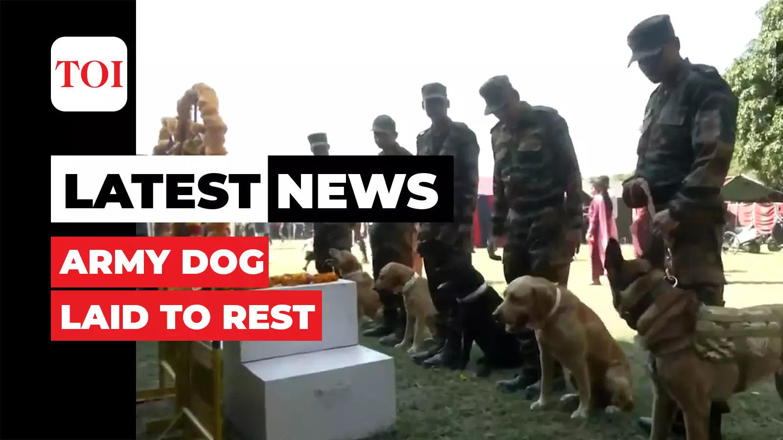 Watch: Army Pays Tribute To Military Dog ‘Zoom’ Who Died Fighting ...