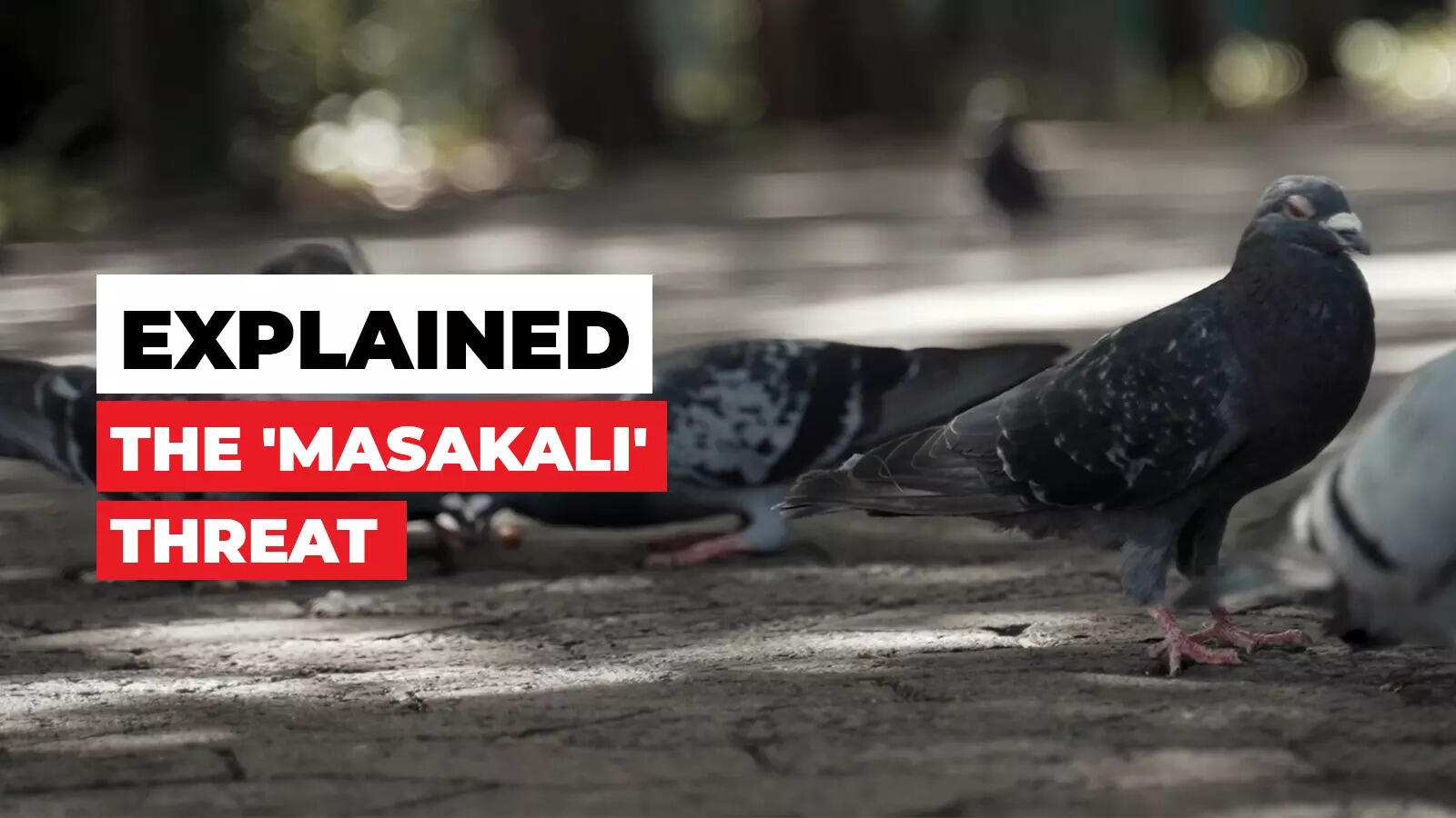 Pigeon menace From lung diseases to ecological imbalance, why pigeons