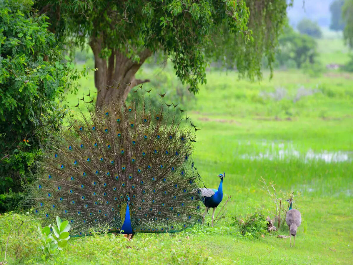 Maharashtra s Morachi Chincholi Village Is A Peacock Haven Times Of maharashtra-s-morachi-chincholi-village-is-a-peacock-haven-times-of