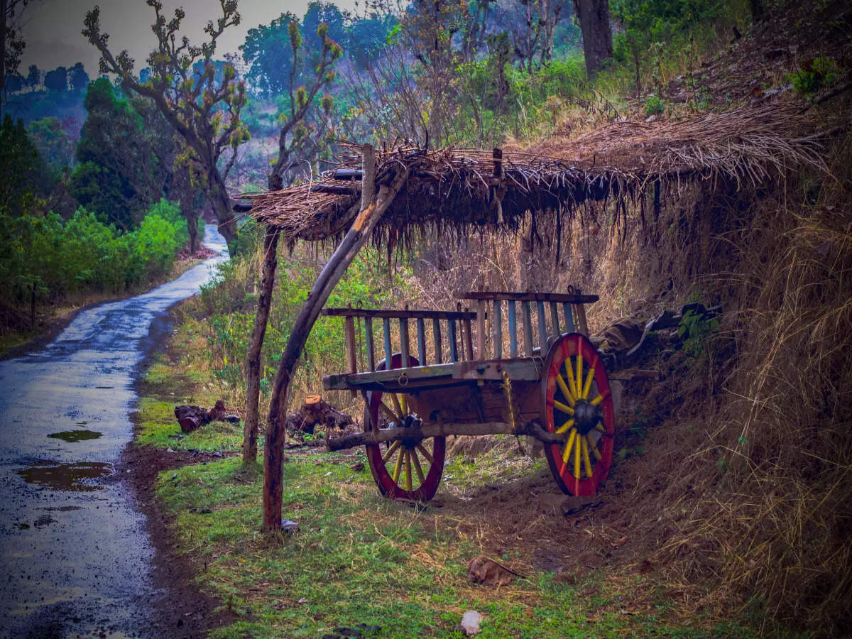 Maharashtra’s Morachi Chincholi Village Is A Peacock Haven | Times Of ...