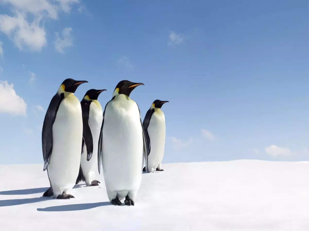 Antarctica's Emperor Penguin Declared a Threatened Species!  Does Antarctica need to be taken off the tourism map?