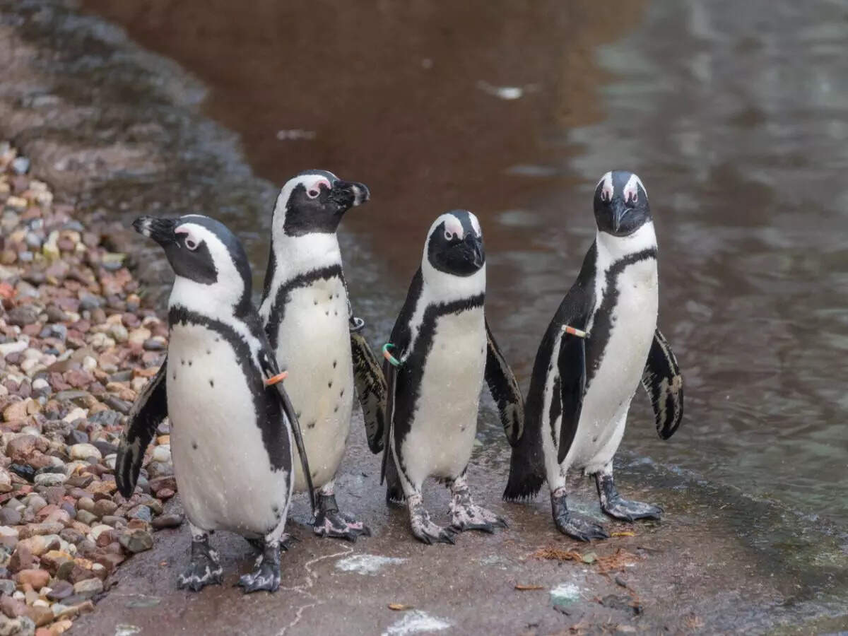 Antarctica's Emperor Penguin Declared a Threatened Species!  Does Antarctica need to be taken off the tourism map?