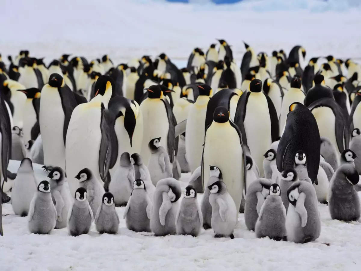Antarctica's Emperor Penguin Declared a Threatened Species!  Does Antarctica need to be taken off the tourism map?