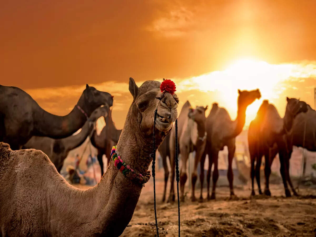 Rajasthan is all ready to host the annual Pushkar Fair Rajasthan is all ready to host the annual Pushkar Fair