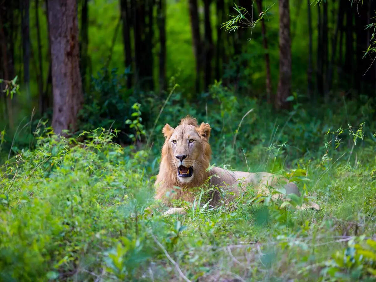 West Bengal to soon launch the state's first lion safari | Times of India  Travel