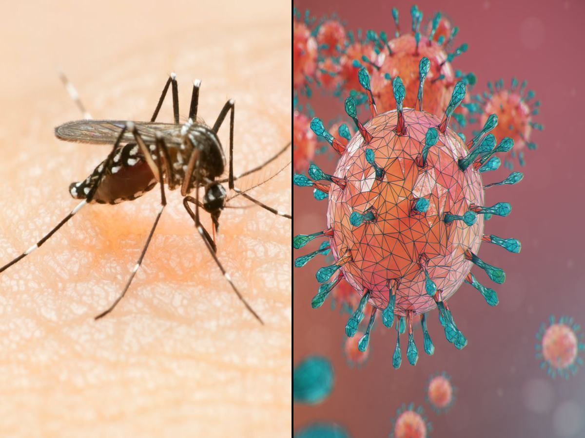 COVID Or Dengue How To Differentiate Common Symptoms Like Fever 
