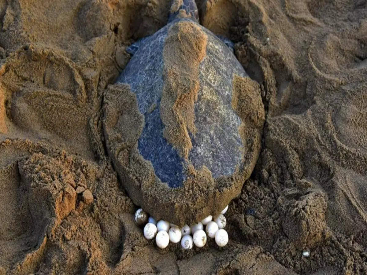 What makes Gahirmatha of Odisha a place of interest? What makes Gahirmatha of Odisha a place of interest?
