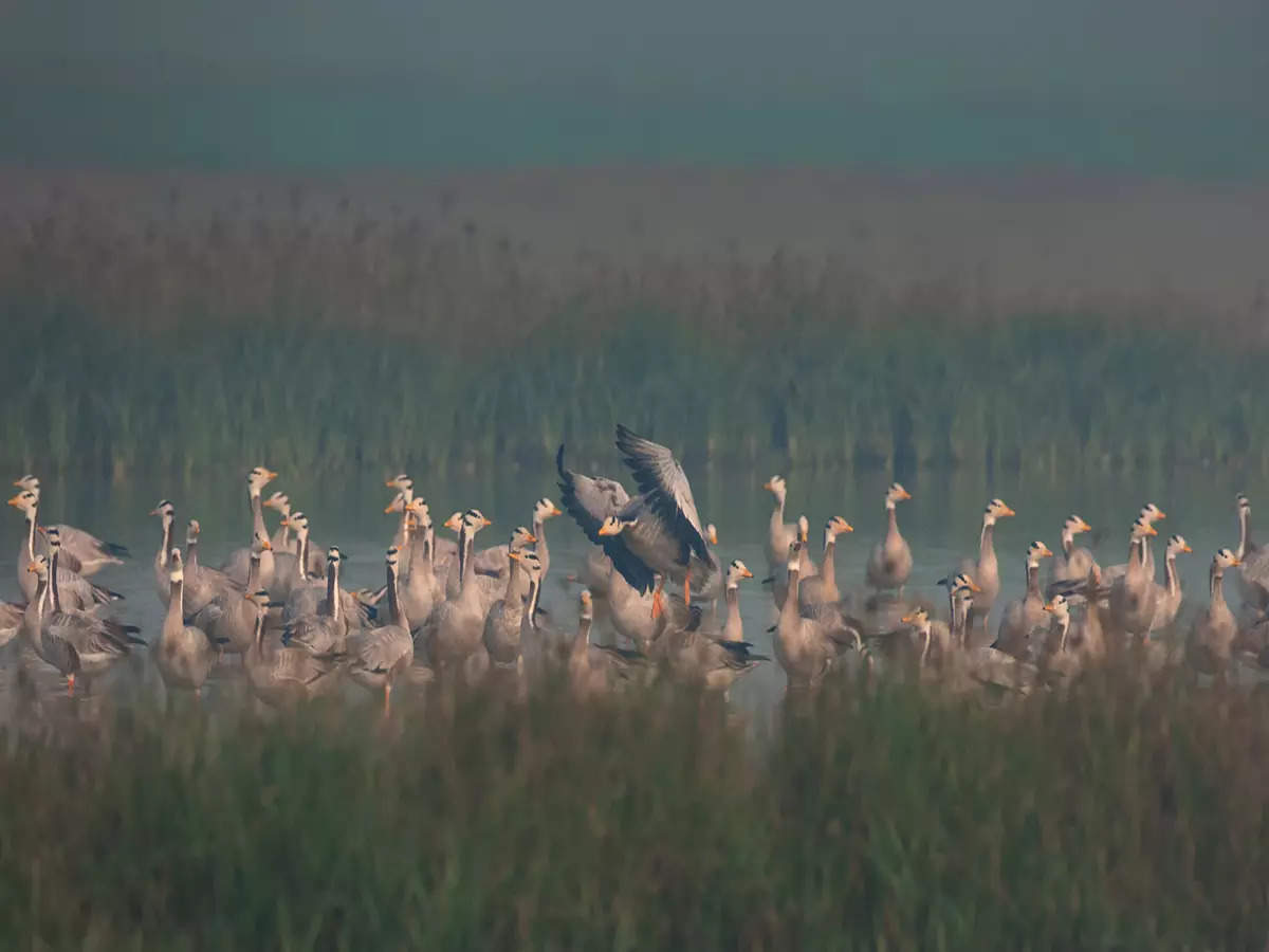 What makes Delhi-NCR a bird watching hotspot?