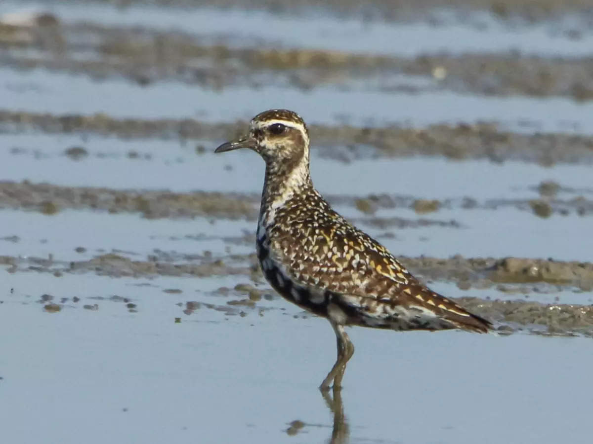 What makes Delhi-NCR a birding hotspot?