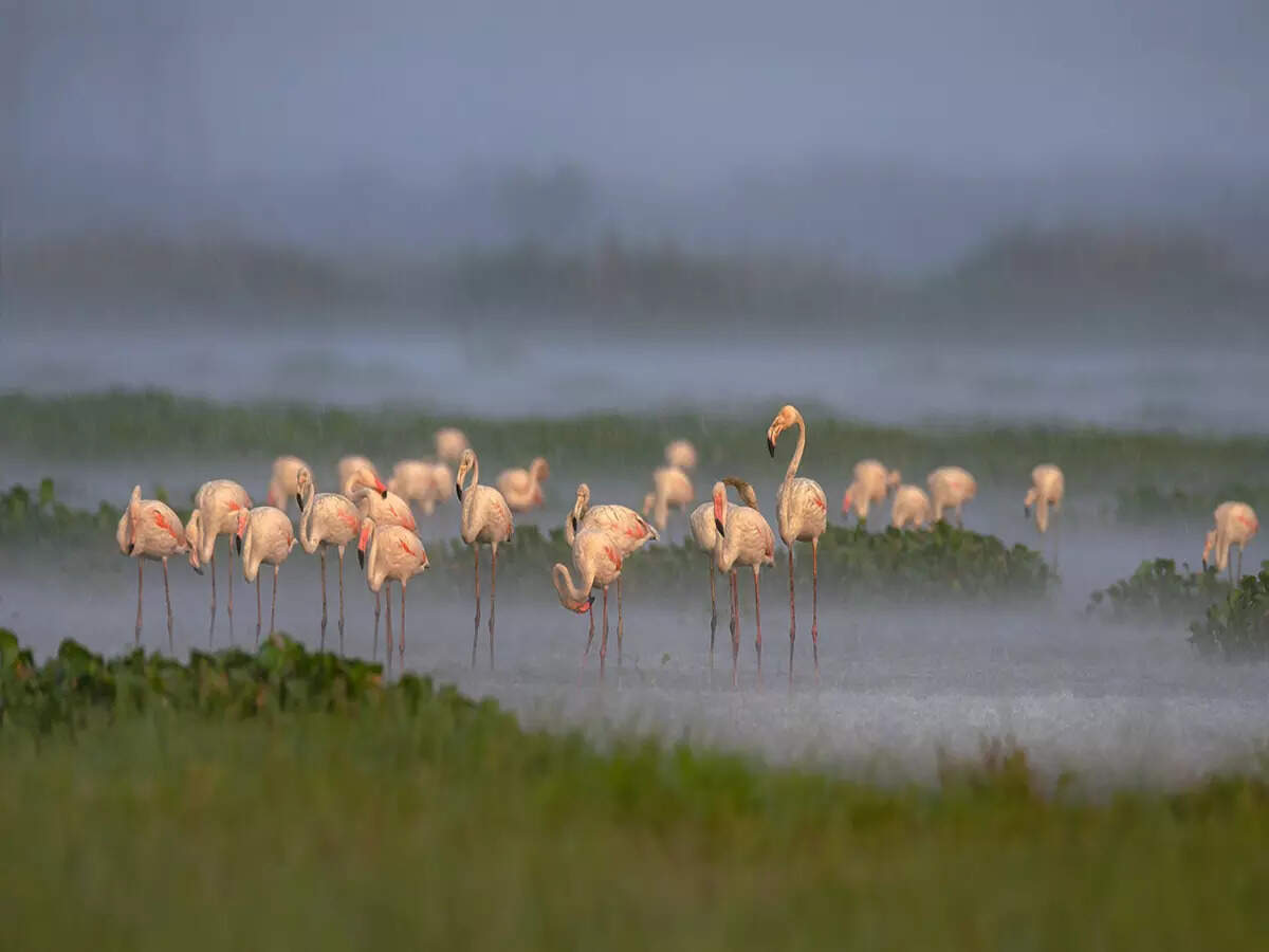 What makes Delhi-NCR a birding hotspot?