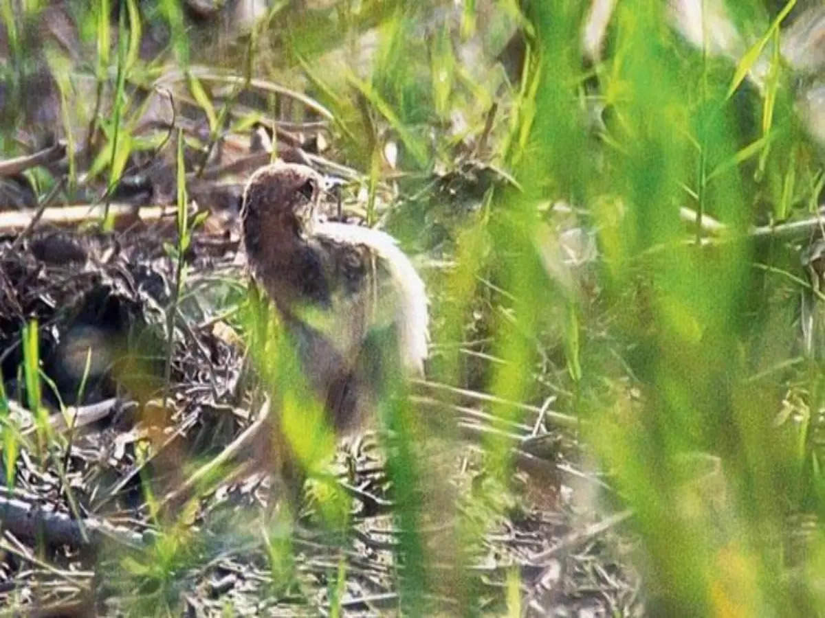 What makes Delhi-NCR a bird watching hotspot?