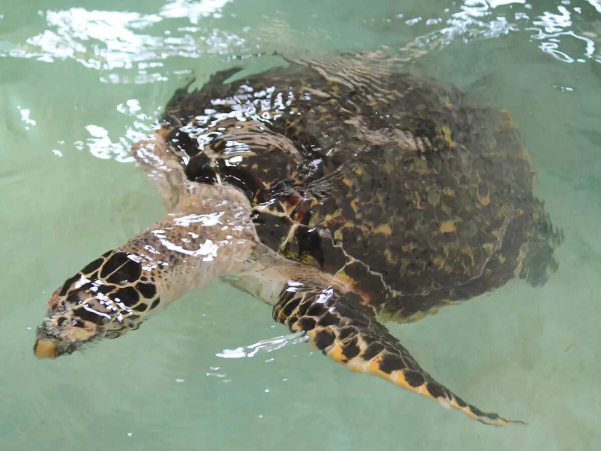 A day with the sea turtles at Our Turtle Conservation Project in Colombo