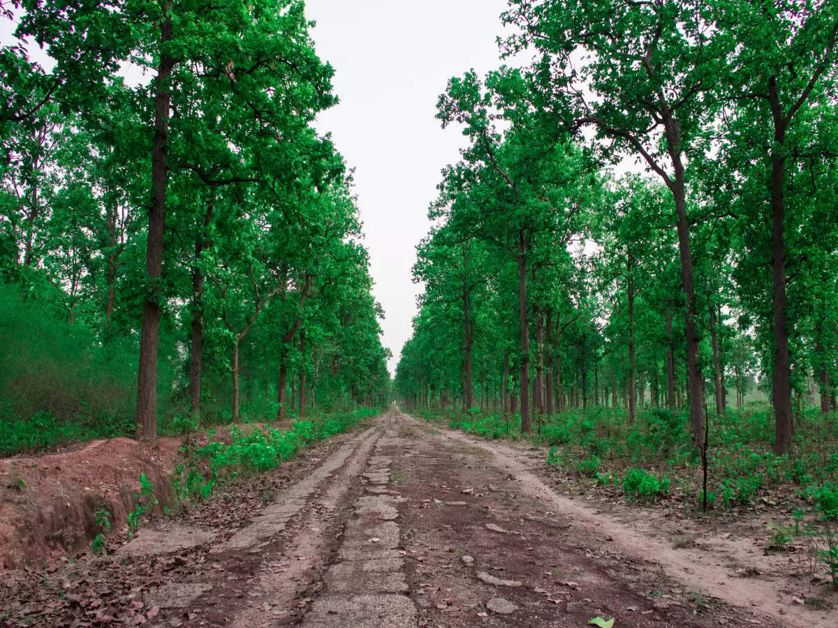 East Singhbhum en Jharkhand tendrá 13 nuevos lugares turísticos muy pronto