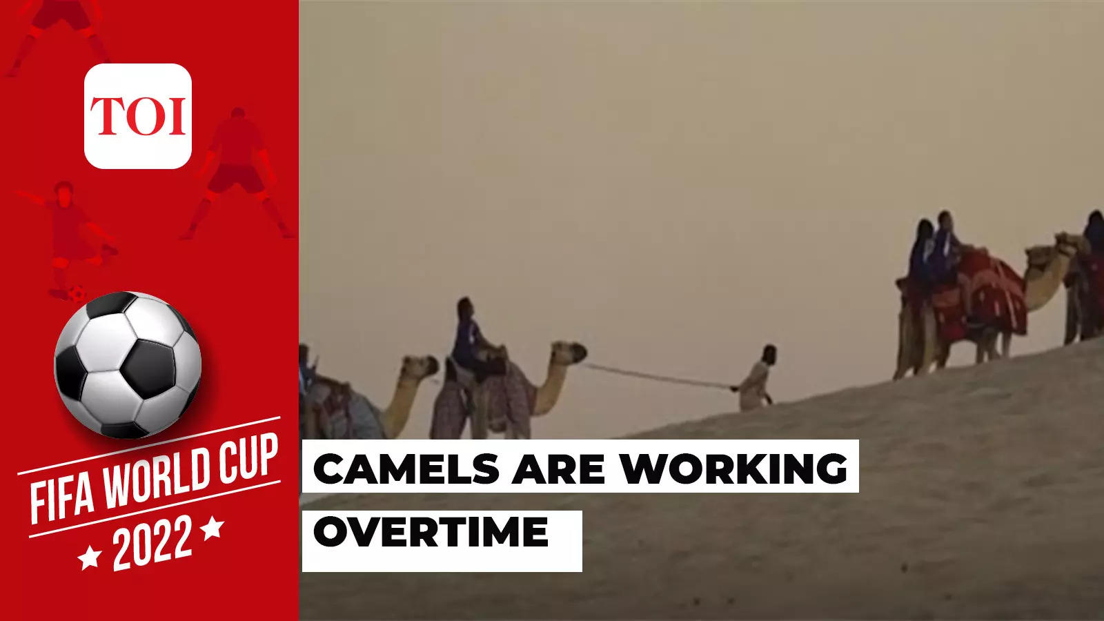 World Cup Tourists Put Strain On Qatar Camels