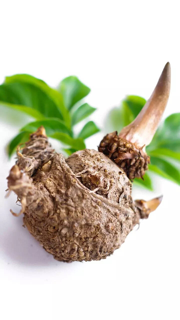 Глюкоманнан конжак. Amorphophallus konjac корень. Konjac. Спонж для умывания. Корешки конняку.