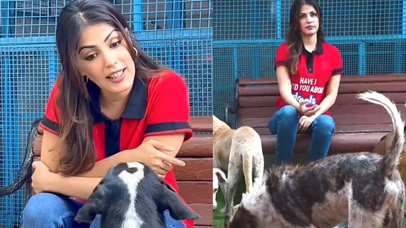 Alia Dog Gal Vidoe Xxx - Rhea Chakraborty gets trolled for interacting with dogs in English: 'Are  the dogs trying to smell her for drugs?' | Hindi Movie News - Bollywood -  Times of India