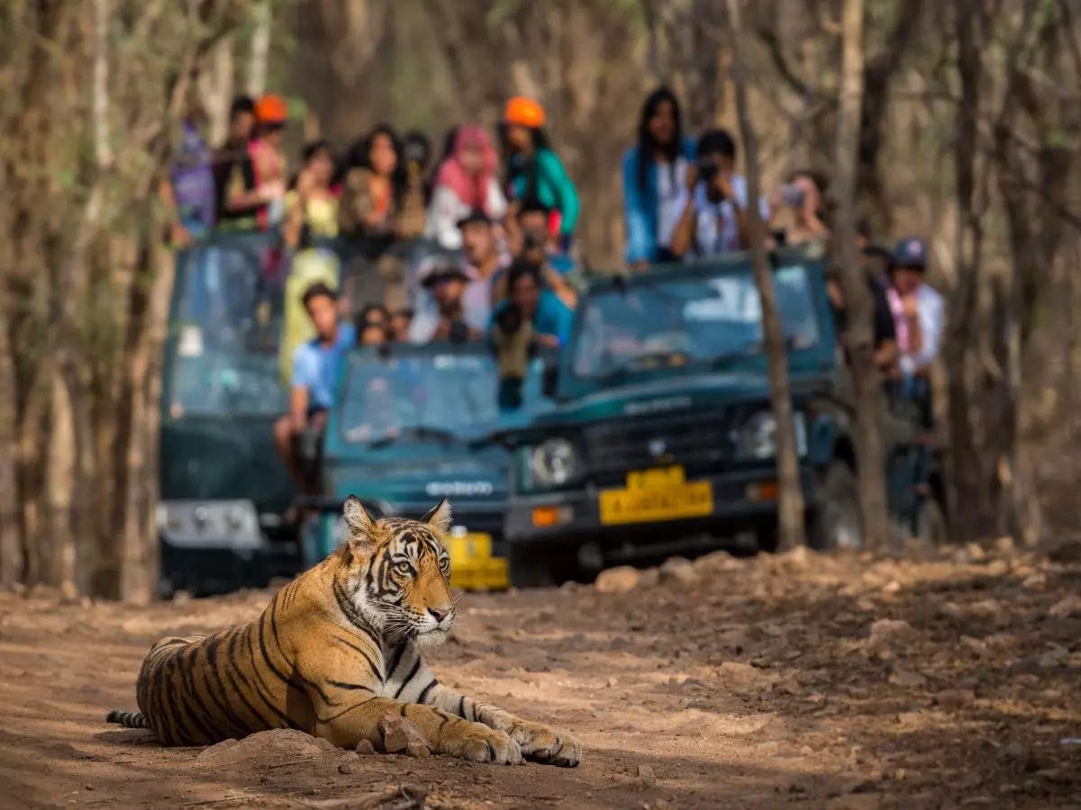 Rajasthan Govt. sets a limit on booking online safari tickets in