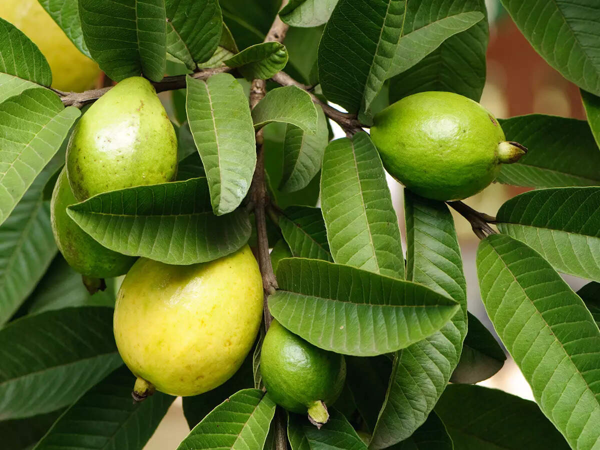 Health Benefits Of Guava Fruits And Its Leaves