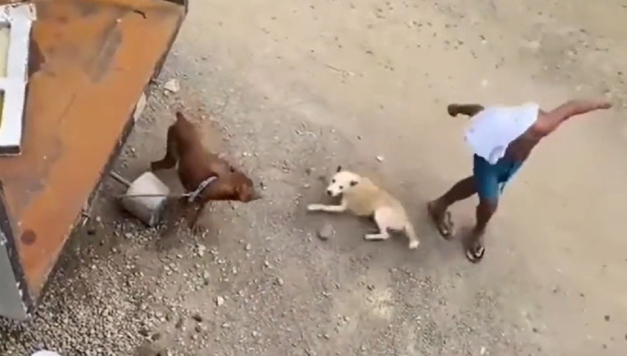 Watch: This dog's &lsquo;god-level&rsquo; acting will make you demand Oscar for it