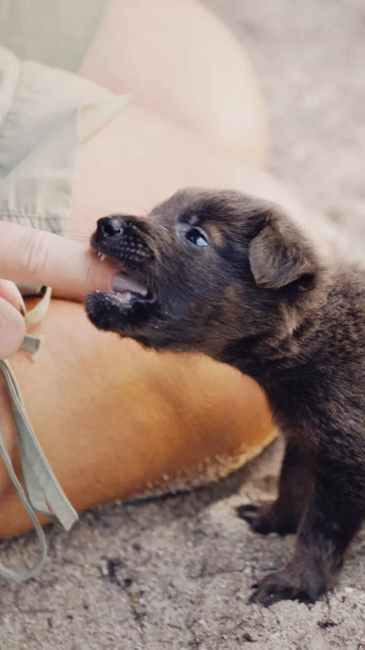 What Does It Mean To Dream Of A Dog Biting You