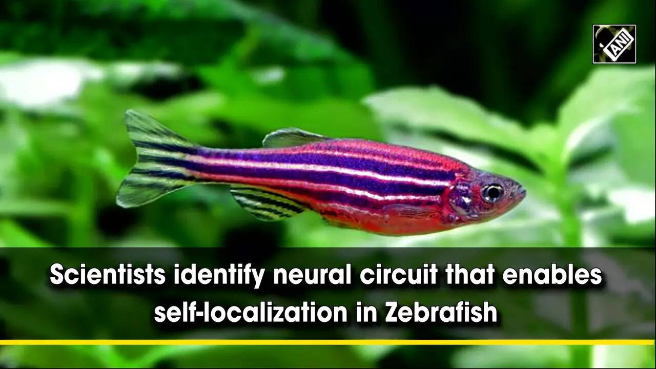 Scientists identify neural circuit that enables self-localization in
