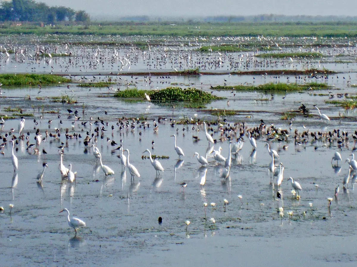 Andhra Pradesh’s Kolleru Lake is a wildlife hotspot; here’s why | Times ...