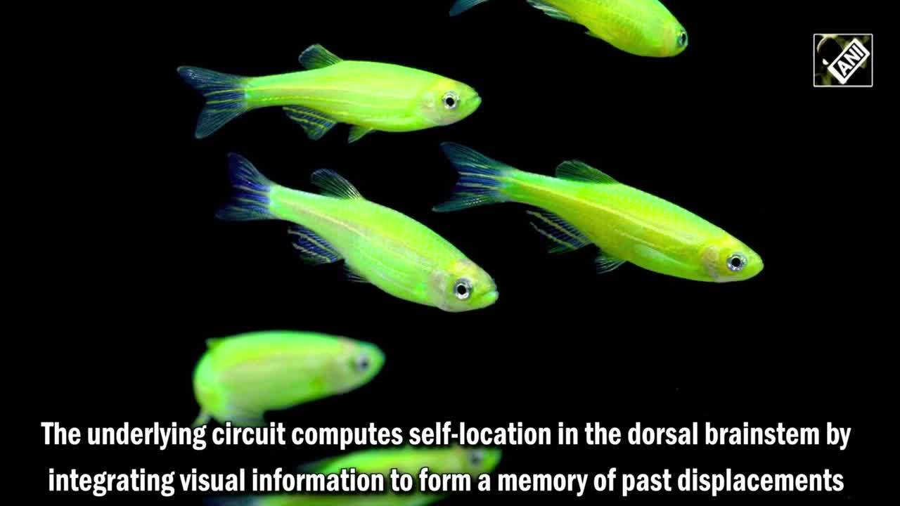 Scientists identify neural circuit that enables self-localization in