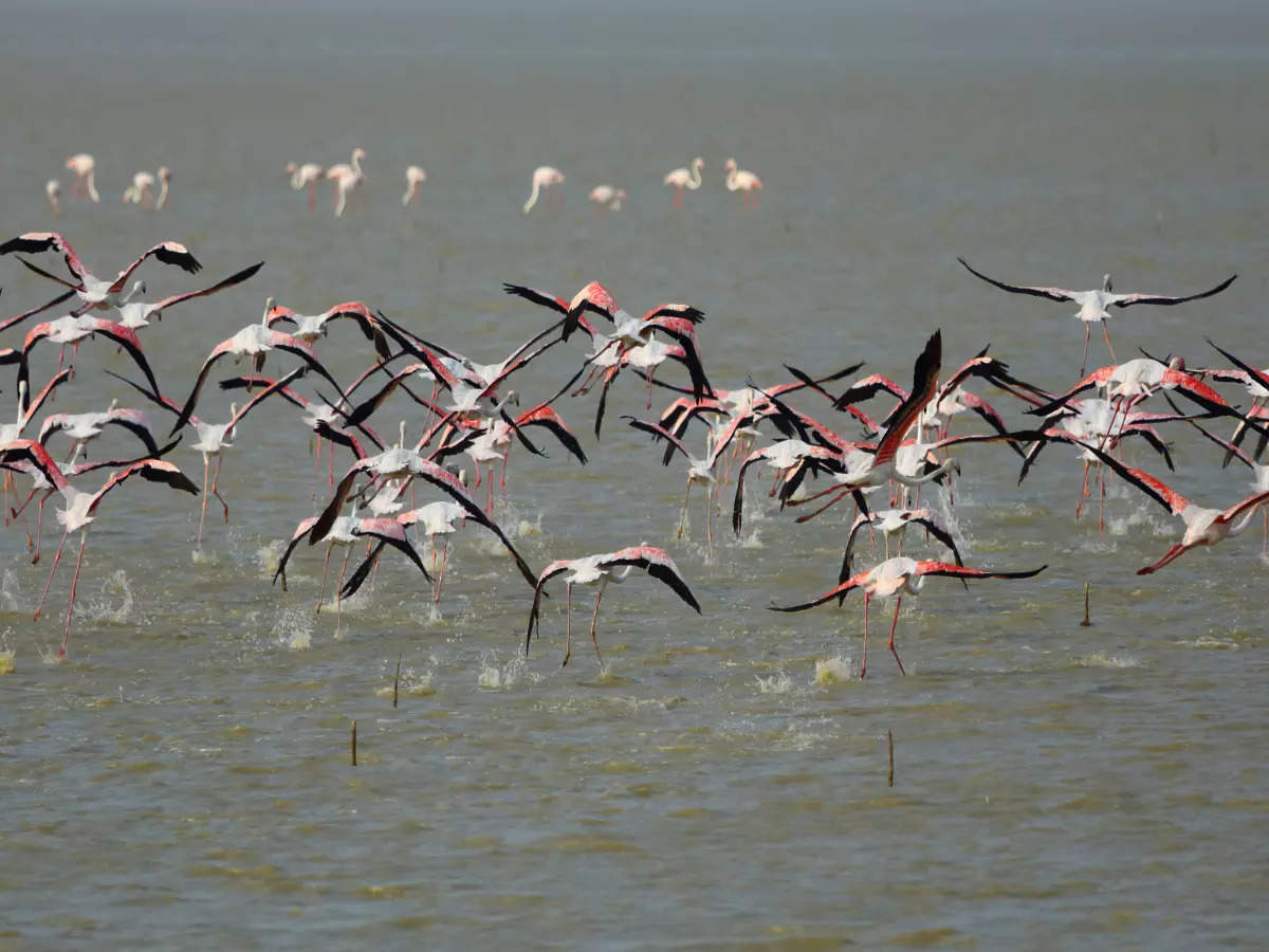 Experience the best of nature at the ongoing Flamingo Festival in