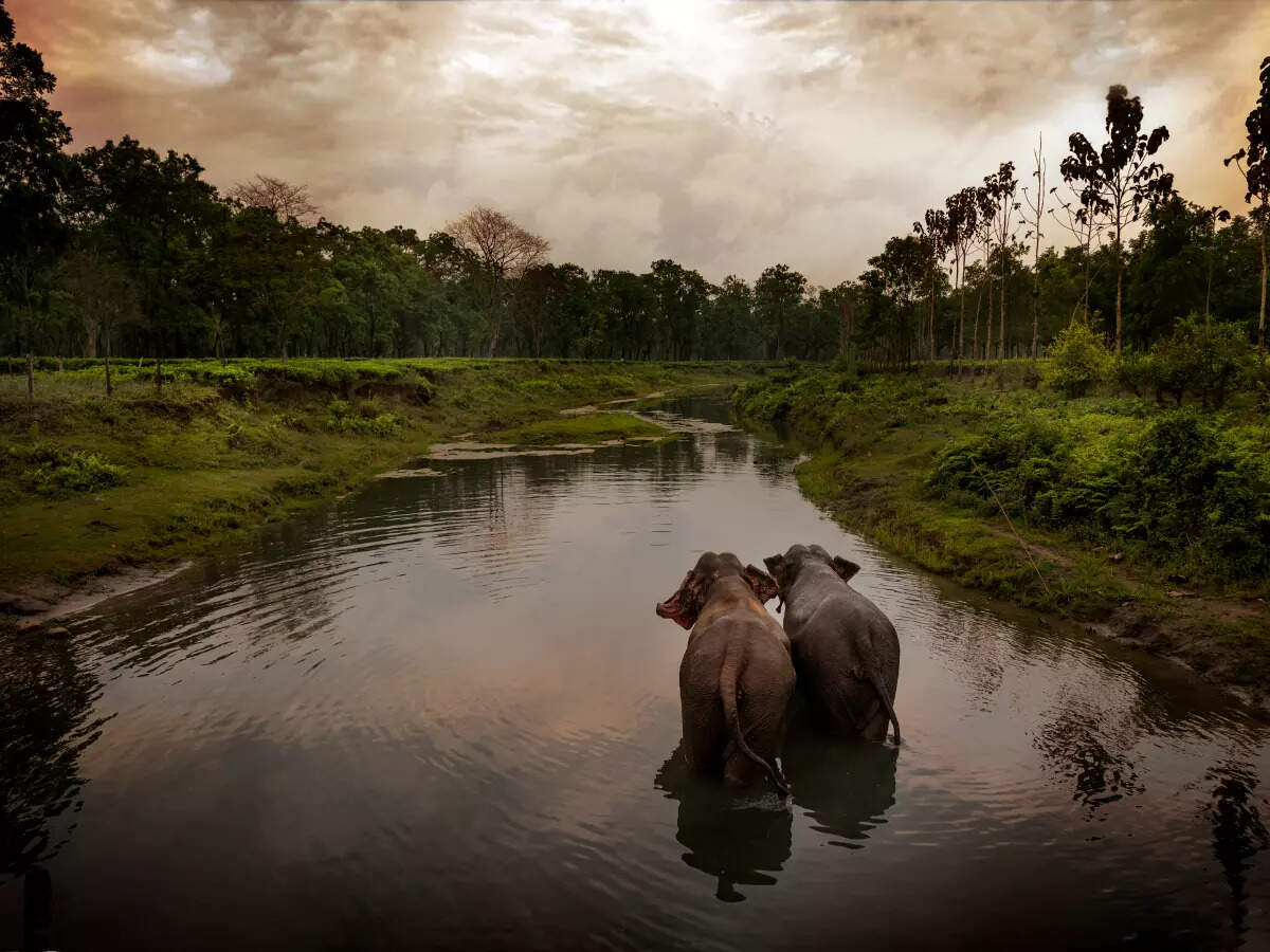 Explore the wild side of Assam at Manas National Park | Times of India  Travel