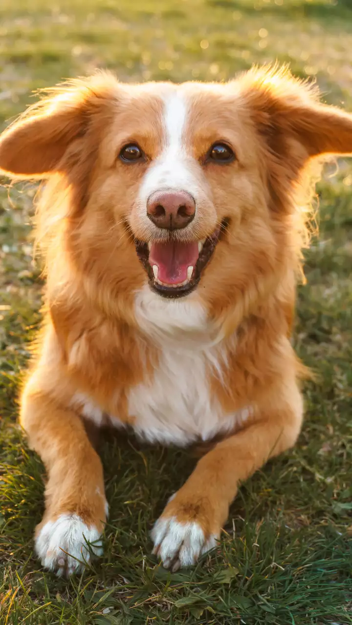 White and orange dog hot sale breeds