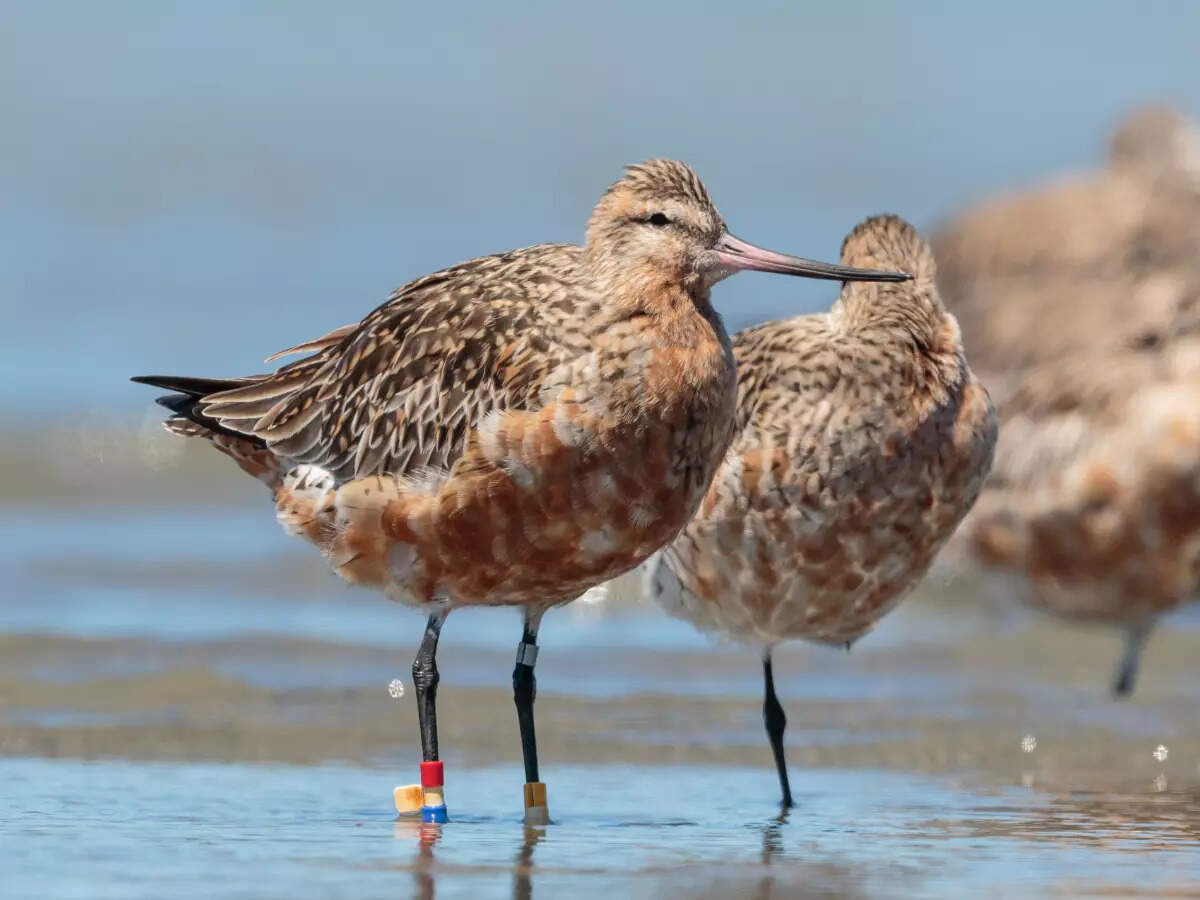 Juvenile bar-tailed Godwit ‘B6’ breaks world record; flies 13,560 km non-stop from Alaska to Australia Juvenile bar-tailed Godwit ‘B6’ breaks world record; flies 13,560 km non-stop from Alaska to Australia