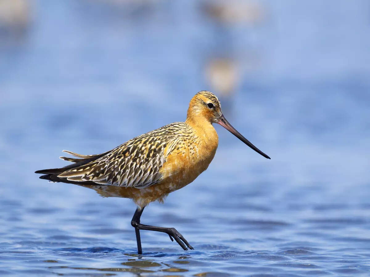 Juvenile bar-tailed Godwit ‘B6’ breaks world record; flies 13,560 km non-stop from Alaska to Australia Juvenile bar-tailed Godwit ‘B6’ breaks world record; flies 13,560 km non-stop from Alaska to Australia