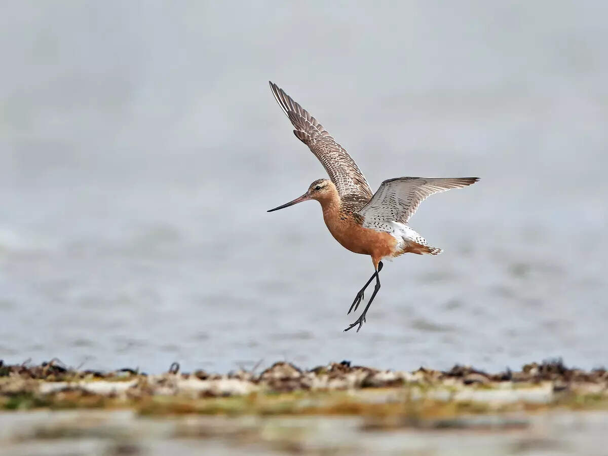 Juvenile bar-tailed Godwit ‘B6’ breaks world record; flies 13,560 km non-stop from Alaska to Australia Juvenile bar-tailed Godwit ‘B6’ breaks world record; flies 13,560 km non-stop from Alaska to Australia