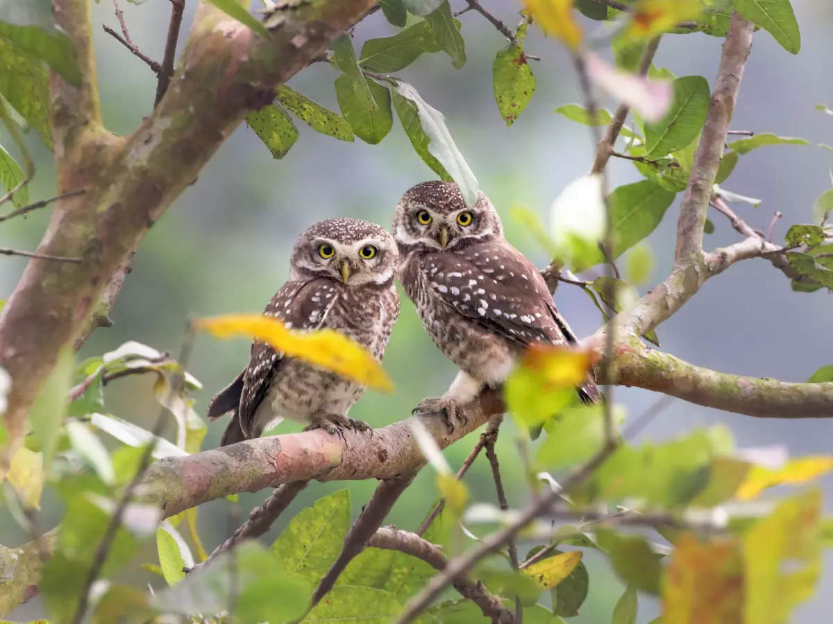 Vansda National Park, Gujarat’s hidden gem