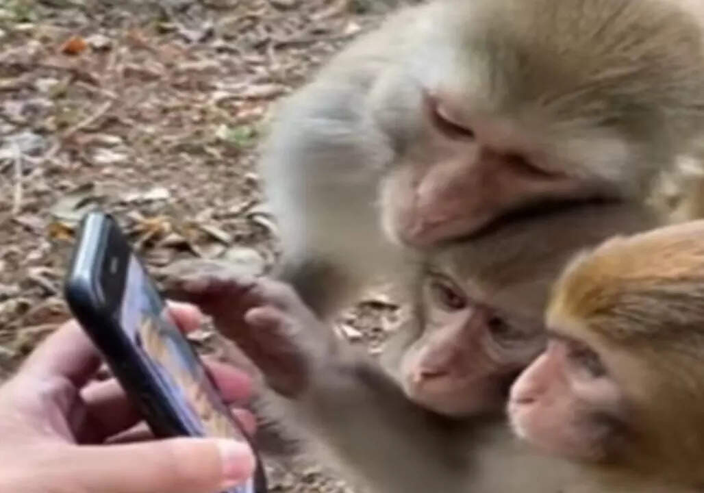 Watch: Video of moneys scrolling through mobile leaves internet amazed