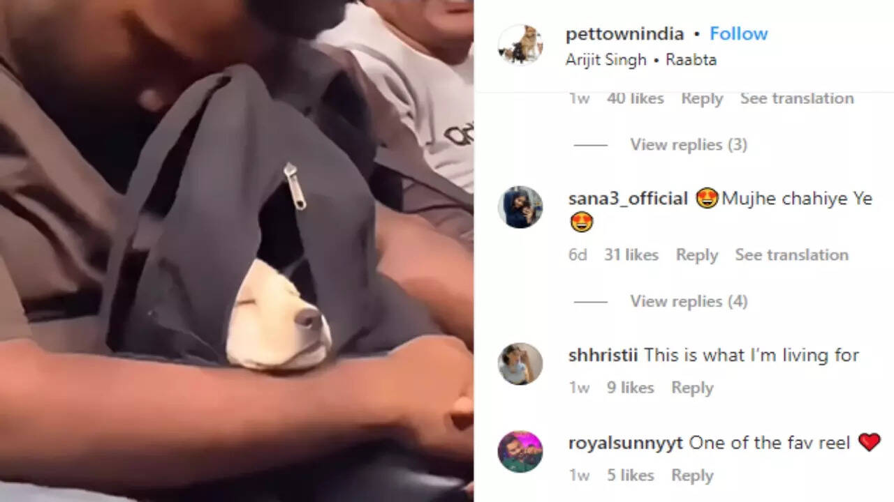 Watch: Video of man riding train with puppy in bag is melting hearts