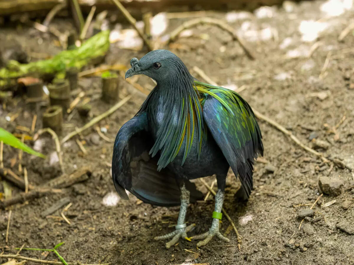 Lesser-known world of the Nicobar Islands Lesser-known world of the Nicobar Islands