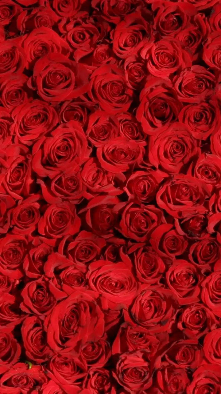 19 Rose Day 2023 quotes to wish your love this Valentine's Week ...