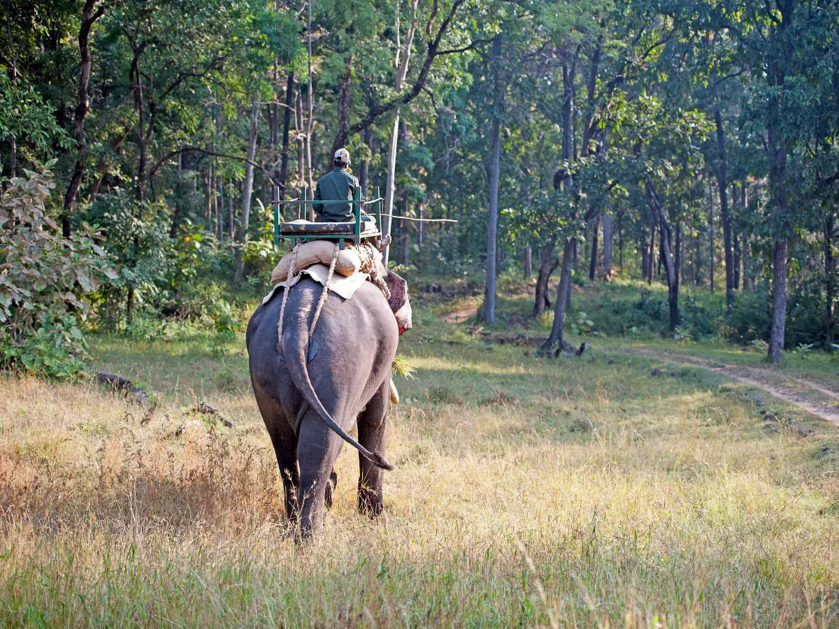 satpura national park walking safari