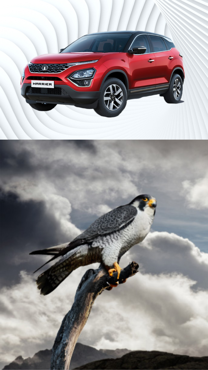 12 animal inspired cars bikes in India Cheetah inspired XUV700 to