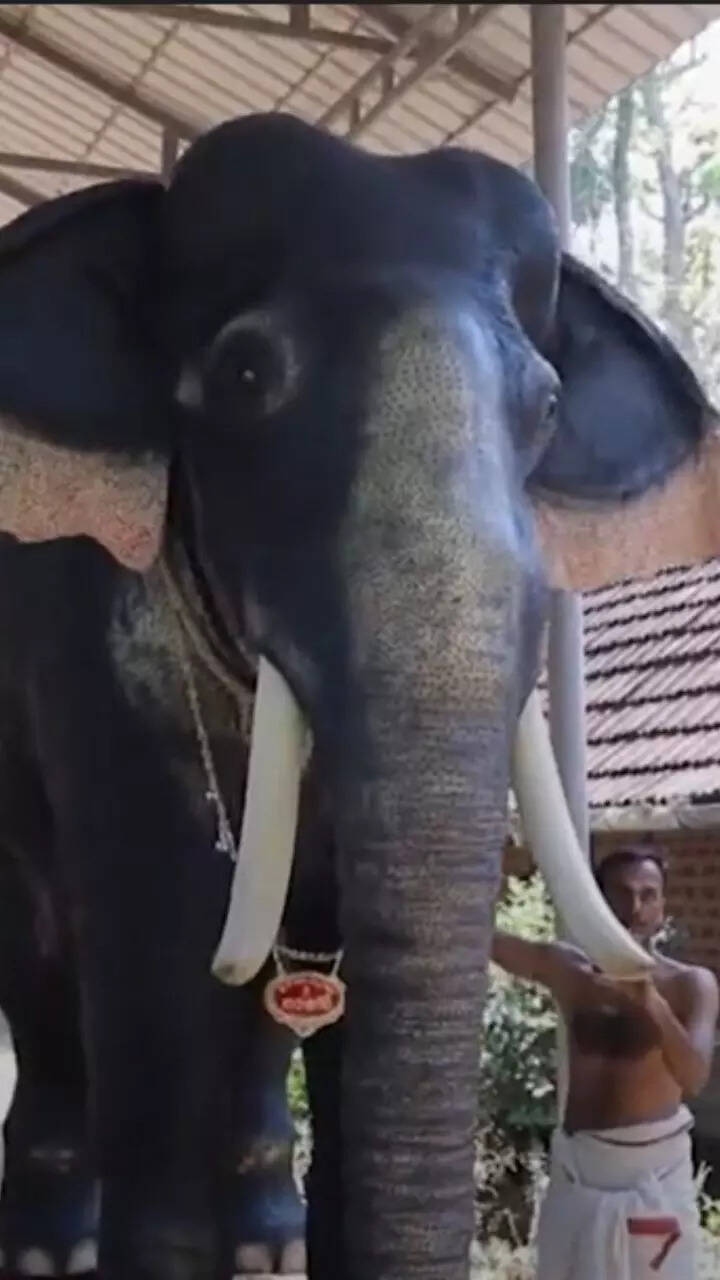 Robotic Elephant offered to Irinjadapilli Sree Krishna Temple in ...