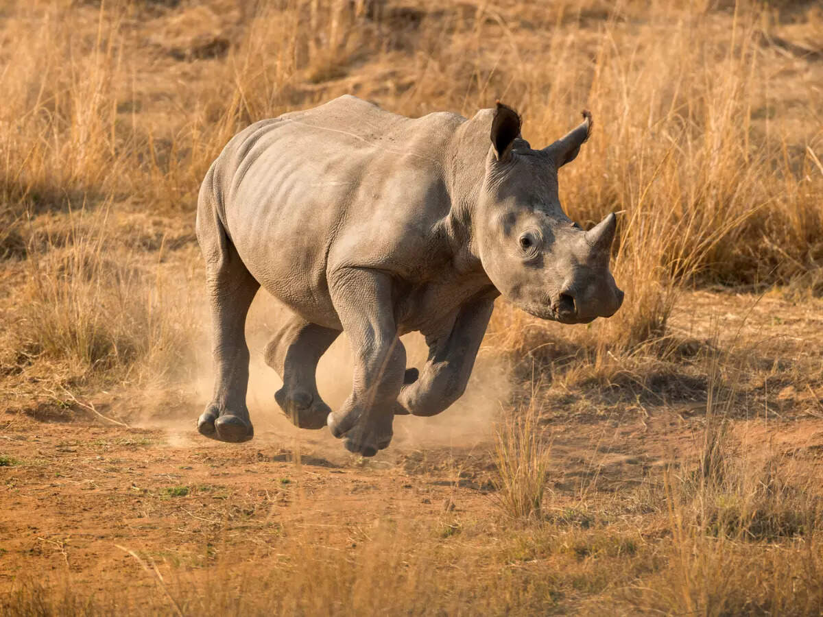Angry rhino attacks tourists on wildlife safari; vehicle topples, leaving 7 injured Angry rhino attacks tourists on wildlife safari; vehicle topples, leaving 7 injured