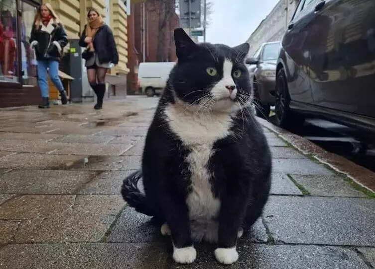 Meet Gacek the cat, who’s a five-star rated tourist attraction in Poland Meet Gacek the cat, who’s a five-star rated tourist attraction in Poland