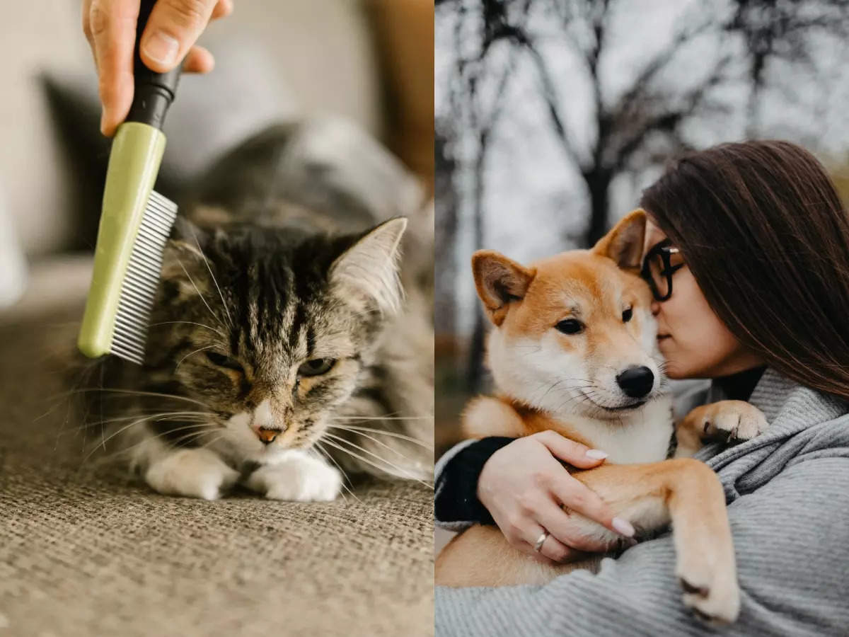 Dog Person Vs. Cat Person: Unique Personality Traits | The Times Of India