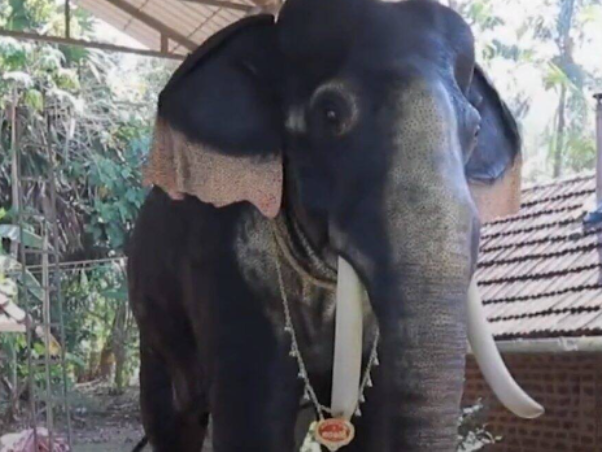 In a first, this Kerala temple replaces live elephants with ‘robotic elephants’ for rituals