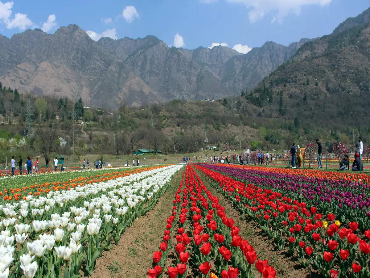 Srinagar’s Tulip Garden to open in March for public, followed by the Tulip Festival in April