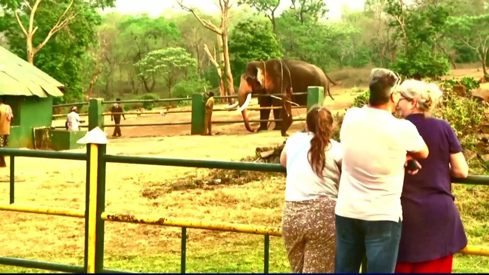 Tourists throng Tamil Nadu's Mudumalai to see baby jumbo from Oscar
